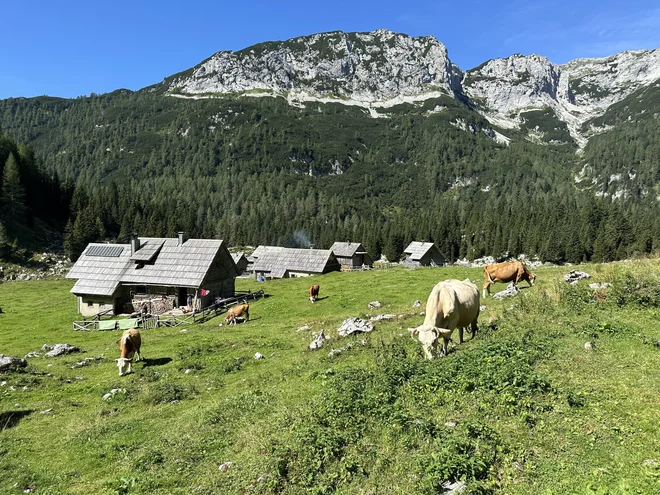 Na Planini v Lazu se pase ducat krav, družbo jim delajo ovce in lama. FOTO: Simona Bandur