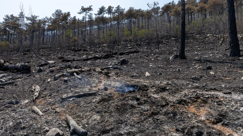Požar na Krasu julija FOTO: Voranc Vogel