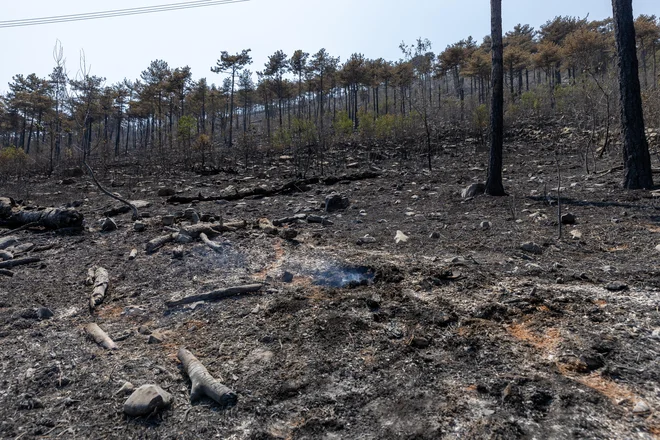 Požar na Krasu julija FOTO: Voranc Vogel