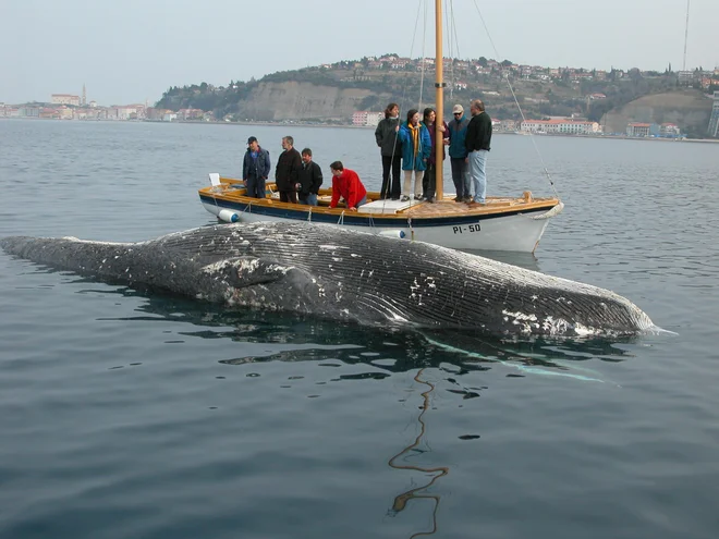 Tako so marca 2003 uslužbenci Morske biološke postaje Piran našli Leonoro nedaleč od svojega sedeža pred Piranom, njeno okostje je zdaj v Naravoslovnem muzeju v Ljubljani. Foto Boris Šuligoj