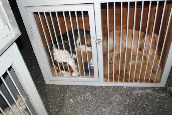 Prevrnilo se je vozilo s priklopnikom, v katerem je bilo 11 psov. Dva sta po trčenju pobegnila iz priklopnika, devet jih je ostalo v kletkah. FOTO: PU Celje