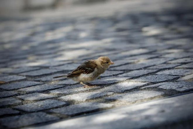 Nekega jutra se zbudiš, gnezdo sicer še ni prazno, a je tišje. FOTO: Leon Vidic/Delo