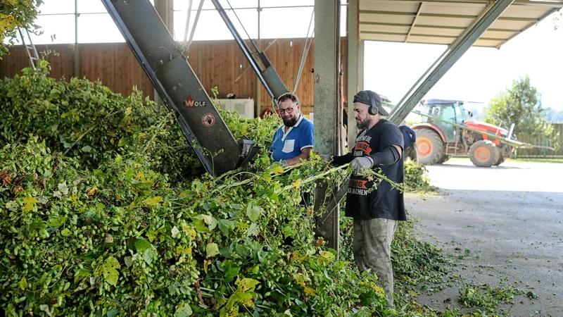 Letošnja letina bo podpovprečna, a ne katastrofalna. FOTO: Blaž Samec/Delo