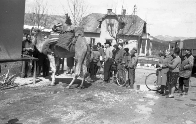 Prihod kamele maja leta 1965 FOTO: Svetozar Busić, hrani MNSZS