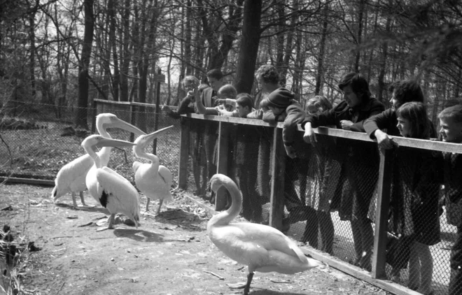 Pomlad aprila leta 1965 FOTO: Svetozar Busić, hrani MNSZS