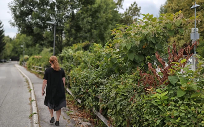 V Ljubljani imamo hudo nadlego, o kateri sem na mestni časopis Ljubljana pisal že dvakrat. FOTO: Blaž Samec/Delo