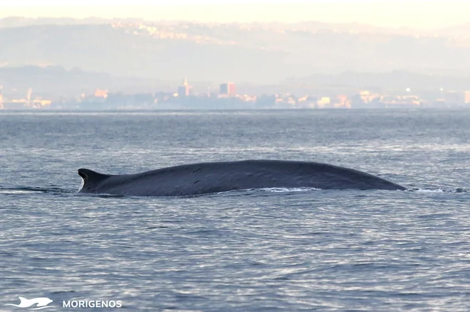 Humpback whales in front of Koper in November 2020. Photo: Tilen Genov