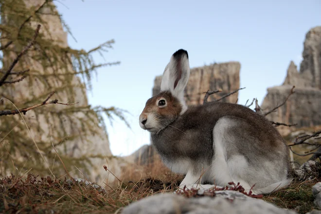 Alpe. Foto Tv Slo