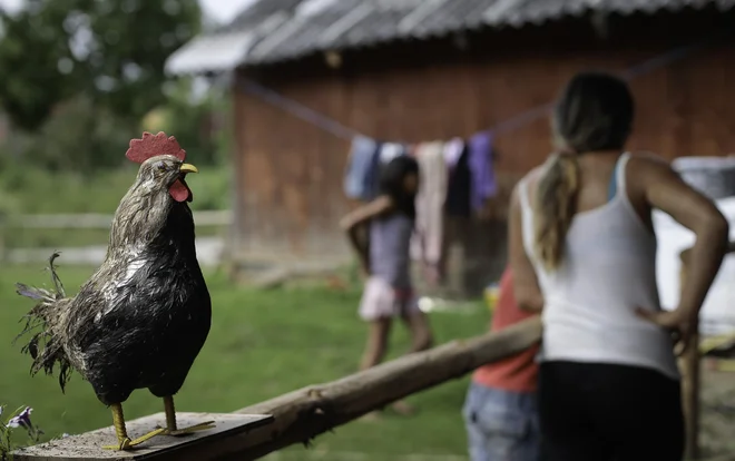 Romsko naselje Žabjak pri Novem mesu. FOTO: Jože Suhadolnik/Delo