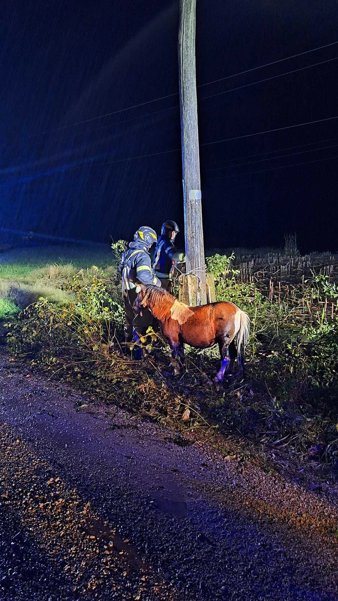 Iz romskega naselja v občini Grosuplje, ki ga je ponoči poplavil potok, so gasilci reševali tudi živali. FOTO: Pgd Šmarje Sap