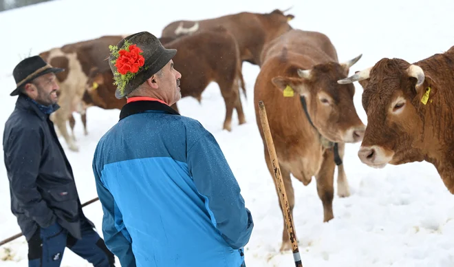 Pastirje in krave je presenetil sneg, Lautasch na Tirolskem. FOTO: Angelika Warmuth/Reuters
