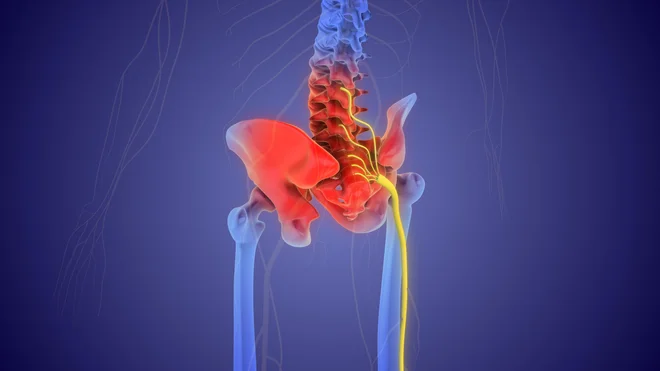 Ishiadični živec je najdaljši in največji živec v človeškem telesu. FOTO: Shutterstock