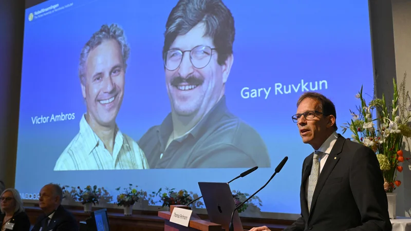 Thomas Perlmann med predstavitvijo letošnjil lavreatov za medicino Victorja Ambrosa in Garyja Ruvkuma. FOTO: Jonathan Nackstrand/AFP