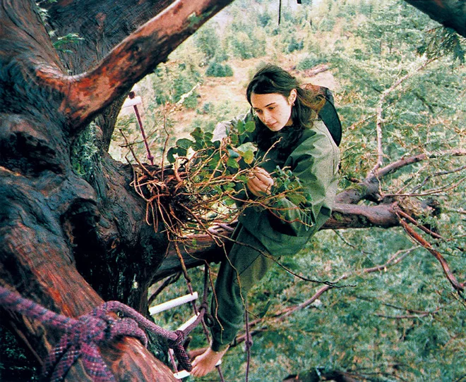 Nepopustljiva Julia je v krošnji starodavne sekvoje živela 738 dni in tako ubranila dragoceno drevo pred sečnjo. Dokaz, da ima tudi posameznik veliko moč. FOTO: Treesfoundation.org