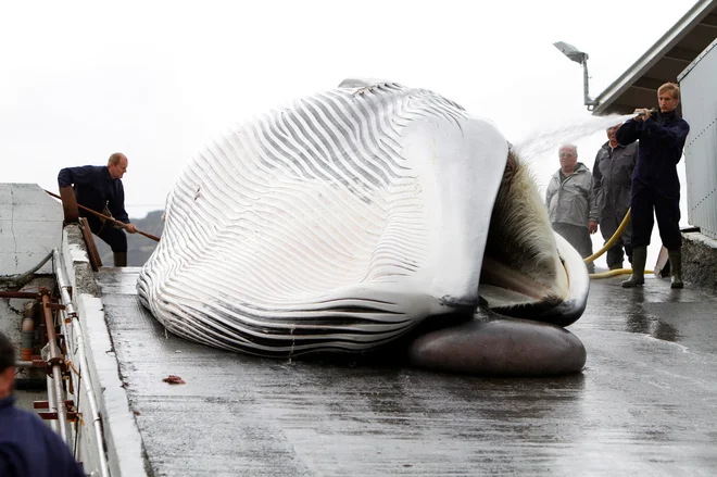 Islandija, Japonska in Norveška so med zadnjimi državami na svetu, ki ne spoštujejo prepovedi Mednarodne komisije za lov na kite za komercialne namene. FOTO: Ingolfur Juliusson/Reuters