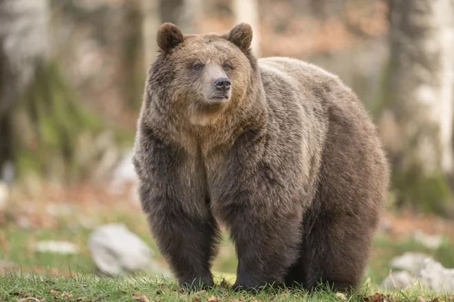 Velikega medveda, ki je morda breja medvedka, ni bilo, nas je pa obiskala medvedja družina. FOTO: Sebastjan Zelič