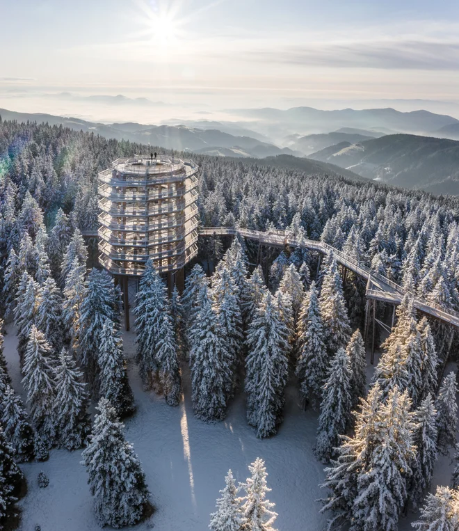 Pot med krošnjami na Rogli. FOTO: Unitur