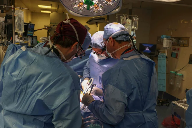 Marca so v splošni bolnišnici Massachusetts v Bostonu prvič presadili gensko modificirane prašičje ledvice v živečega človeka. FOTO: Michelle Rose/Massachusetts General Hospital/AFP