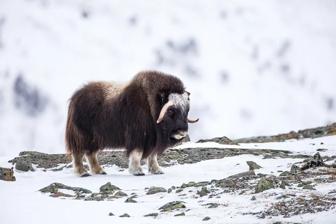 Moškatno govedo je vrsta, ki velja za relikte ledene dobe, prilagojeni so za preživetje v popolnoma temnih polarnih zimah, kjer temperature več mesecev ostajajo pod minus 20 stopinj Celzija. FOTO: Shutterstock