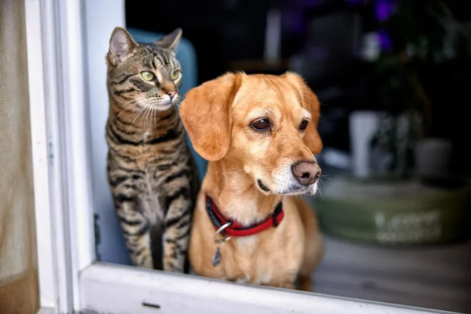 Ideja o uvedbi prispevka za pse ni novost. Poznajo ga tudi nekatere evropske države, v katerih je to uveljavljen davek lokalnih skupnosti. Foto Zivica Kerkez/ Shutterstock
