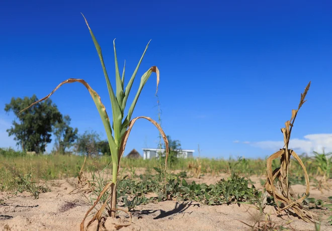 Podnebne spremembe pomembneje vplivajo na preostali omejujoč dejavnik fotosinteze in rasti rastlin: temperaturo. FOTO: Philimon Bulawayo Reuters