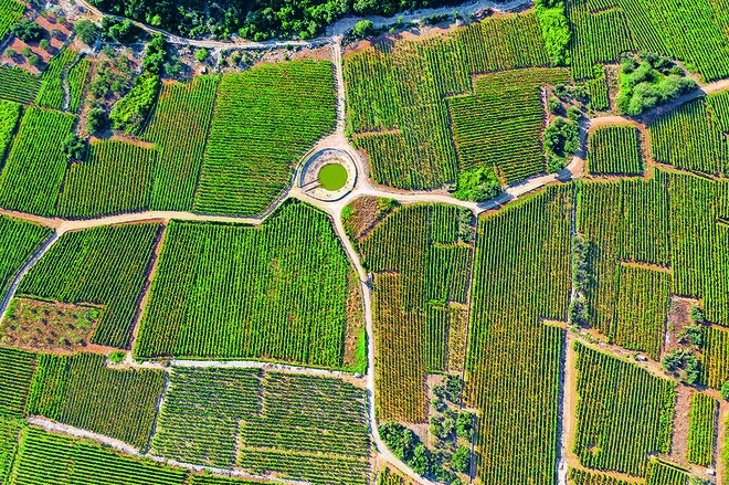 Vinograd Čara FOTO: Boris Kačan