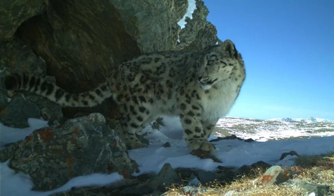 Raziskavo o načinih sporazumevanja snežnih leopardov je izvedla mednarodna ekipa znanstvenikov iz Slovenije, Italije, Mongolije in ZDA. FOTO: Mongolia Snow Leopard Project
