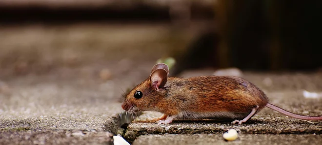Mišji eksperiment je zanimivo ogledalo naši sodobni družbi in nam postavlja vprašanje: Ali lahko izobilje in udobje dolgoročno vodita v družbeno dekadenco? FOTO: Pexels