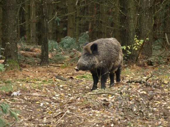 Divjad je prepovedano loviti ponoči, razen divjega prašiča, zveri in polha. FOTO: Oste Bakal