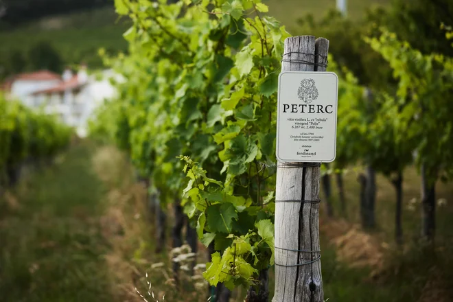 S posestvom sta Peterčeva kupila tudi vinograd, zasajen s sorto, ki ima v teh krajih največjo veljavo: rebulo. FOTO: Lovro Rozina/Peterc