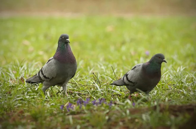 V Ljubljani se hranjenje golobov na javni površini kaznuje s stotimi evri kazni. Izjema je park Tivoli, kjer je hranjenje dovoljeno. FOTO: Jure Eržen/Delo