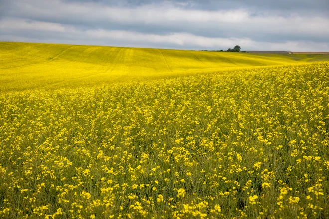 Kmetijstvo je tesno povezano s podeželjem in prehransko varnostjo države. FOTO: Voranc Vogel/Delo