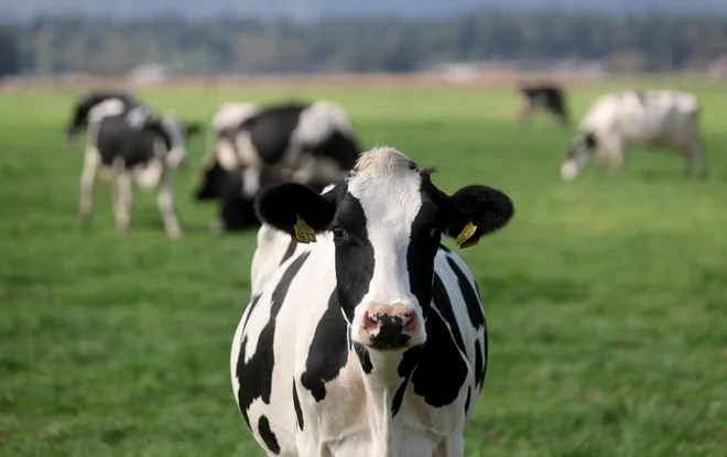 Kmetje pogrešajo analize in izračune, kaj bodo prinesle predlagane spremembe. FOTO: Blaž Samec/Delo
