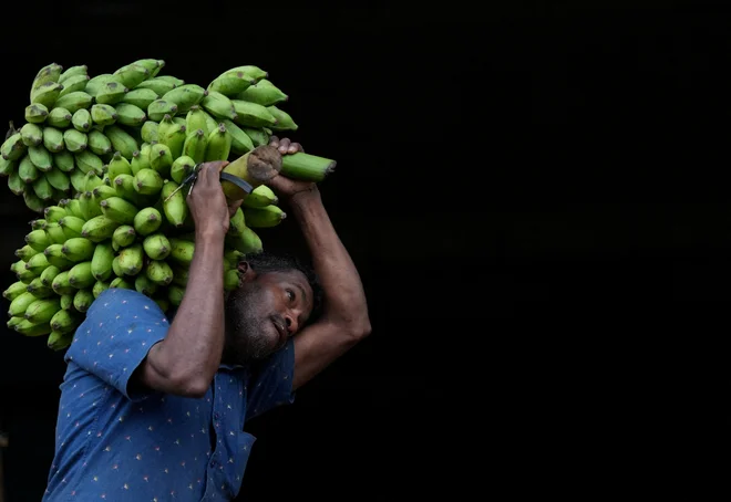 Banane na trgovskih policah niso del trgovinskega ekosistema. FOTO: Thilina Kaluthotage/Reuters
