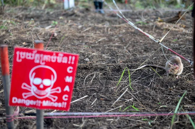 Kambodža je ena izmed najbolj onesnaženih držav z minami na svetu. FOTO: Handout/AFP