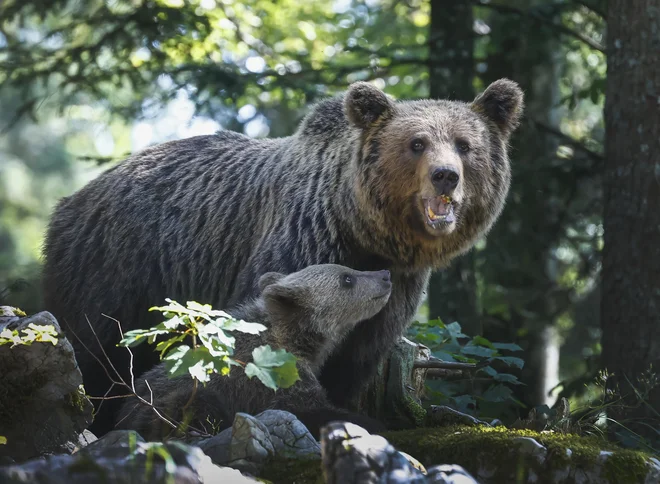 Spomladanska ocena, ki predstavlja največjo letno številčnost in vključuje tudi mladiče, se giblje od 880 do 1050 medvedov, s srednjo vrednostjo okoli 954. FOTO: Jože Suhadolnik/Delo