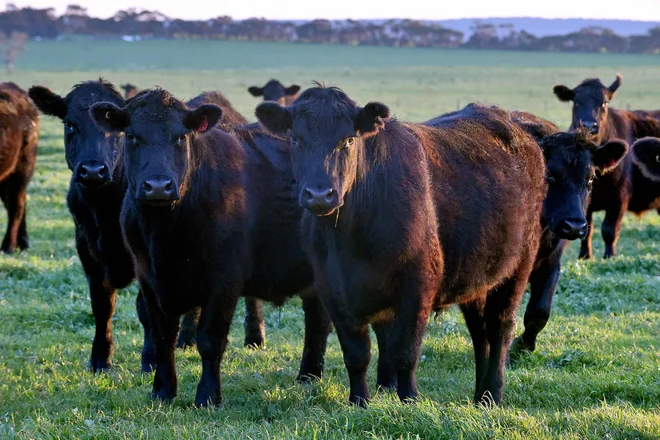 Australian farmers can sell their beef in the US, American not Australia. Photo: Paul Crock/AFP