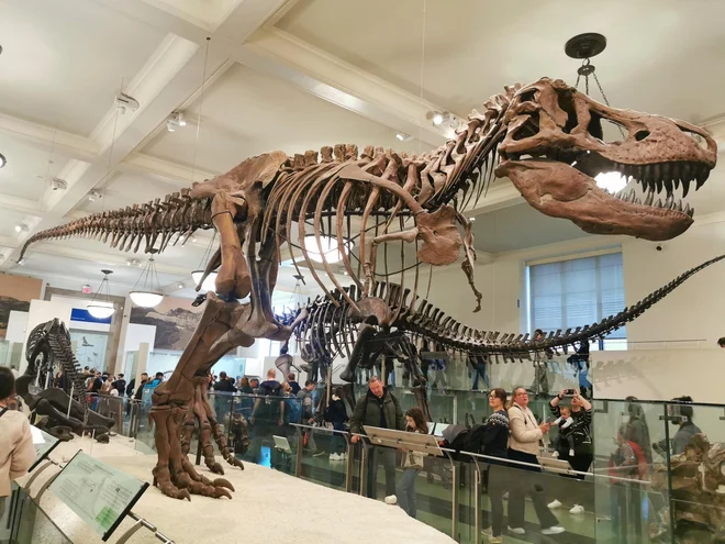 The most expensive fossil of a dinosaur worth 40 million euros The most expensive fossil of a dinosaur worth 40 million euros