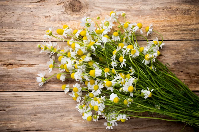 Če zapišemo, da čajna mešanica iz kamilic pomirjujoče vpliva na počutje, gre za prehransko dopolnilo. FOTO: Shutterstock