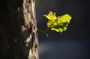 image_alt