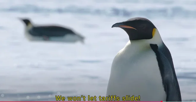 Na internetu so se razmahnili duhoviti memi s pingvini, ki se zaradi carin odpravljajo na protest in pogajanja v Belo hišo. FOTO: Penguins International/YouTube
