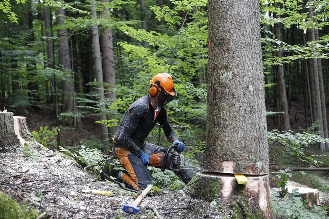 Po podatkih zavoda za gozdove v naših gozdovih vsako leto priraste za okoli 8,7 milijona kubičnega metra lesa. FOTO: Blaž Samec/Dečo