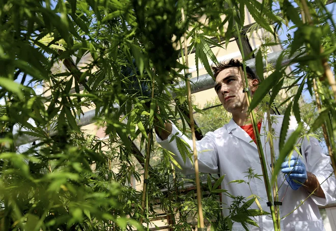 Pridelovalci konoplje zdaj največjo priložnost za posel vidijo v Nemčiji in državah, ki sledijo z legalizacijo. FOTO: Alessandro Bianchi/Reuters