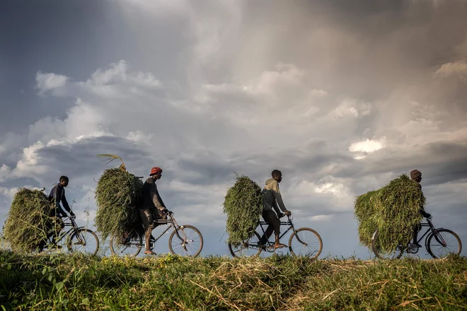 Burundijski delavci na kolesih prevažajo krmo za krave, ko se odpravljajo na tržnico ob cesti blizu Gihange na obrobju Bujumbure. Foto: Luis Tato/Afp