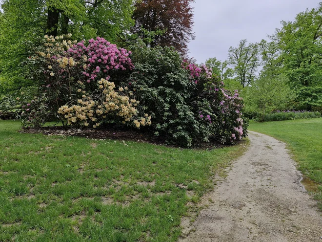 The peculiarity of rhododendrons in the arboretum is that they are 60 years old and extremely large. Photo: Beti Burger 