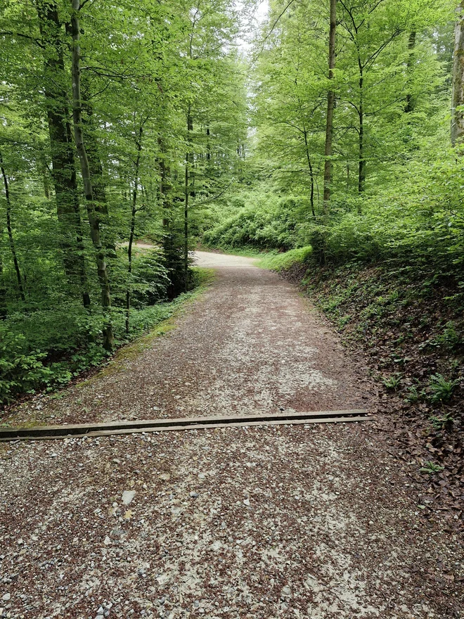 The director points out that part of the arboretum is also a rich forest park. Photo: Beti Burger