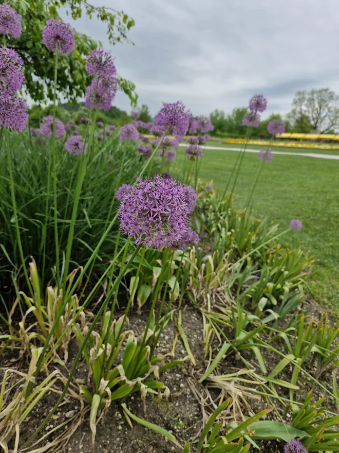 Ornamental ports or onions also bloom in May. Photo: Beti Burger