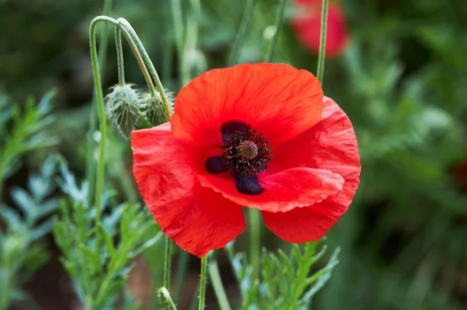 Je lepota maka ravno v njegovi krhkosti, v minljivosti? V tem, da ga pravzaprav ne moremo, ne da bi ga ranili, odtrgati, vzeti iz naravnega okolja? FOTO: Shutterstock