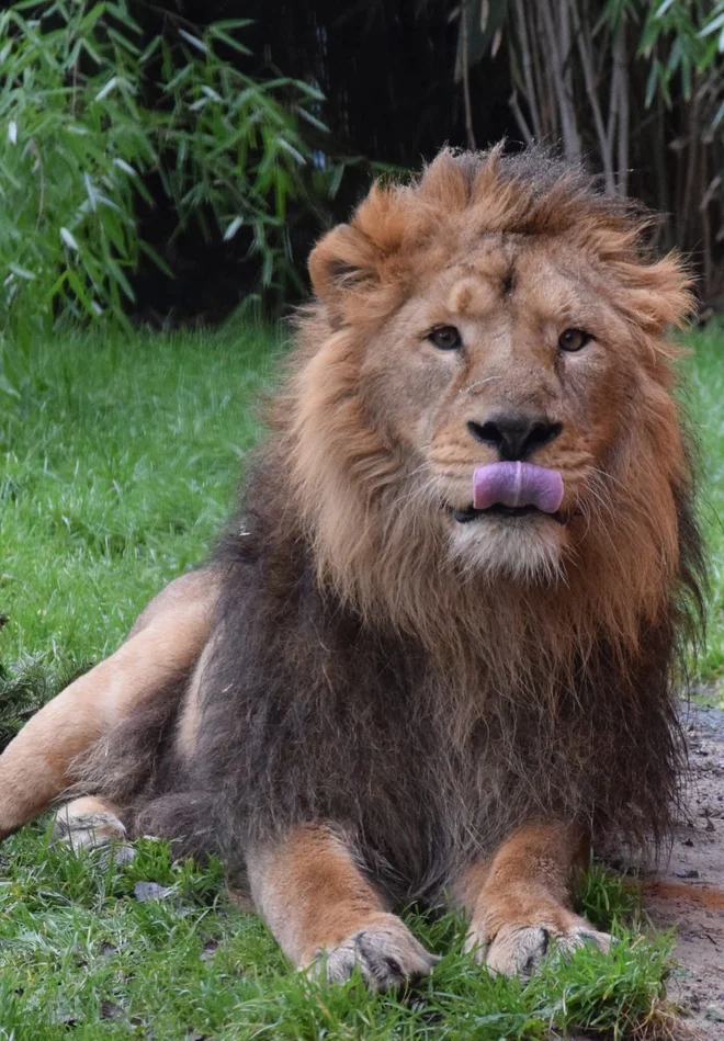 Azijski lev je simbol uspešnega, a še vedno zelo »krhkega« naravovarstvenega prizadevanja. FOTO: ZOO Ljubljana 