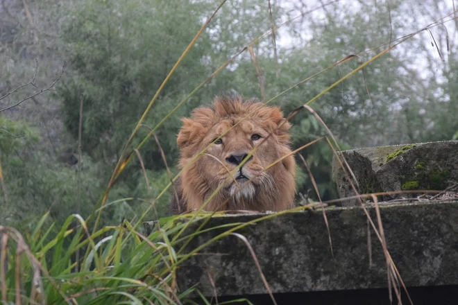 Lev ima bojda izrazito prijazen in mladosten izraz in krasne zobe. FOTO: ZOO Ljubljana 